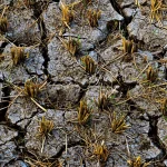 Ilustrasi tanah sawah retak kekeringan dengan sisa batang padi mengering