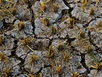 Ilustrasi tanah sawah retak kekeringan dengan sisa batang padi mengering