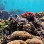 Ikan berenang di antara terumbu karang berwarna-warni di dasar laut