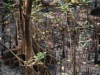 Tegakan mangrove muda dan akar napas di hamparan lumpur pesisir