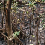 Tegakan mangrove muda dan akar napas di hamparan lumpur pesisir