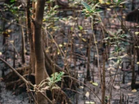 Tegakan mangrove muda dan akar napas di hamparan lumpur pesisir