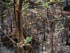 Tegakan mangrove muda dan akar napas di hamparan lumpur pesisir