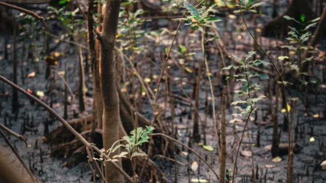 Tegakan mangrove muda dan akar napas di hamparan lumpur pesisir
