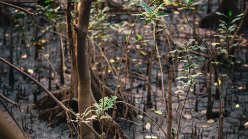 Tegakan mangrove muda dan akar napas di hamparan lumpur pesisir