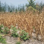 Hamparan tanaman jagung yang batang dan daunnya sudah mengering menjelang panen