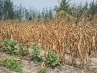 Hamparan tanaman jagung yang batang dan daunnya sudah mengering menjelang panen