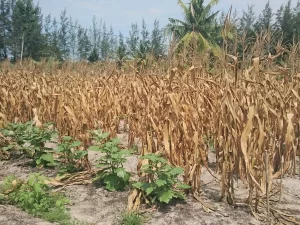 Hamparan tanaman jagung yang batang dan daunnya sudah mengering menjelang panen