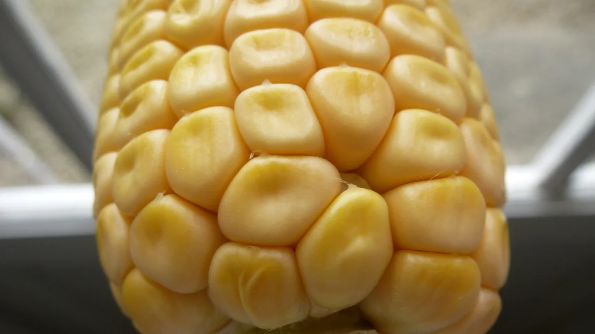 Baris biji jagung berwarna kuning rapat pada sebuah tongkol