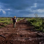 Jalan tanah menuju kawasan hutan lindung di Kalimantan Barat yang diapit lahan kebun sawit