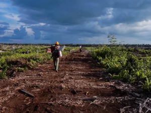 Jalan tanah menuju kawasan hutan lindung di Kalimantan Barat yang diapit lahan kebun sawit