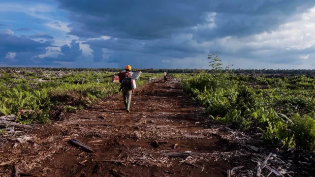 Jalan tanah menuju kawasan hutan lindung di Kalimantan Barat yang diapit lahan kebun sawit
