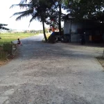 Jalan desa membelah kebun pisang dan sawah dengan bangunan warga serta umbul-umbul di tepinya