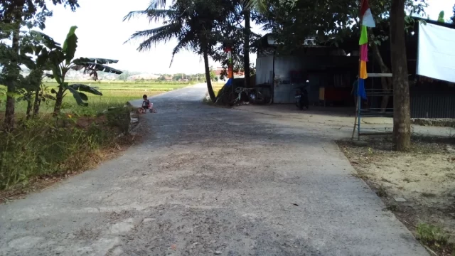 Jalan desa membelah kebun pisang dan sawah dengan bangunan warga serta umbul-umbul di tepinya