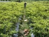 Hamparan tanaman cabai merah dengan seorang petani bertopi berjalan di antara bedengan