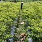 Hamparan tanaman cabai merah dengan seorang petani bertopi berjalan di antara bedengan