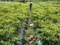 Hamparan tanaman cabai merah dengan seorang petani bertopi berjalan di antara bedengan