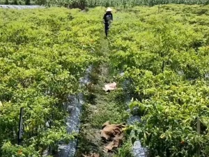Hamparan tanaman cabai merah dengan seorang petani bertopi berjalan di antara bedengan