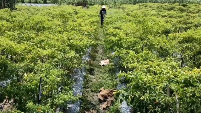 Hamparan tanaman cabai merah dengan seorang petani bertopi berjalan di antara bedengan