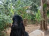 Kambing peranakan etawa di pekarangan berpohon pisang