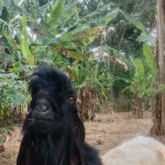 Kambing peranakan etawa di pekarangan berpohon pisang