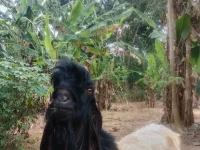 Kambing peranakan etawa di pekarangan berpohon pisang