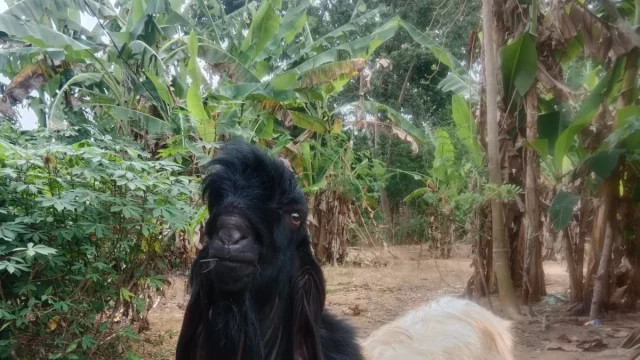 Kambing peranakan etawa di pekarangan berpohon pisang