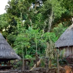 Dua rumah adat beratap ilalang berbentuk kerucut di Kampung Adat Takpala, Pulau Alor