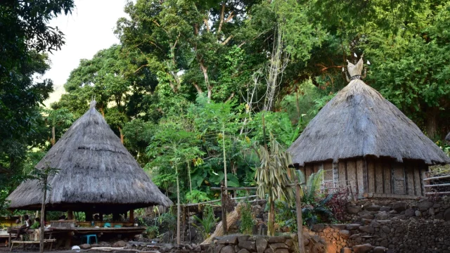 Dua rumah adat beratap ilalang berbentuk kerucut di Kampung Adat Takpala, Pulau Alor