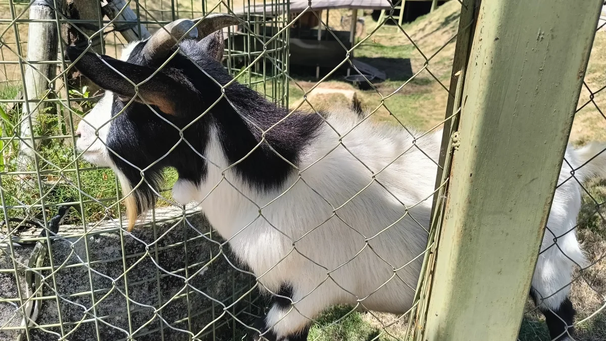 Kambing putih berbelang hitam berdiri di balik pagar kawat kandang peternakan