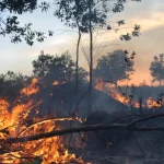 Kepulan asap dari kebakaran hutan dan lahan