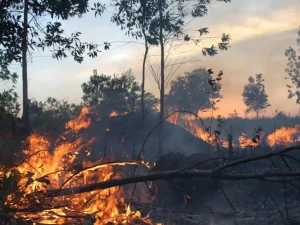 Kepulan asap dari kebakaran hutan dan lahan