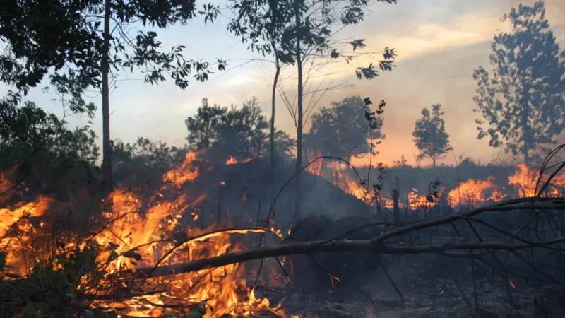 Kepulan asap dari kebakaran hutan dan lahan