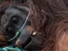 Seekor orangutan terbaring menjalani penanganan medis dengan bantuan selang oksigen