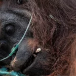 Seekor orangutan terbaring menjalani penanganan medis dengan bantuan selang oksigen