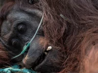 Seekor orangutan terbaring menjalani penanganan medis dengan bantuan selang oksigen
