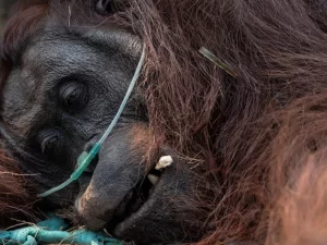 Seekor orangutan terbaring menjalani penanganan medis dengan bantuan selang oksigen