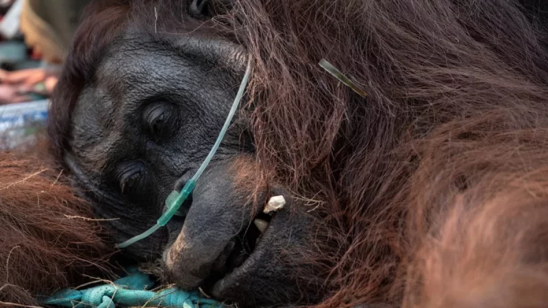 Seekor orangutan terbaring menjalani penanganan medis dengan bantuan selang oksigen