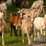 Kawanan kambing merumput di padang rumput hijau