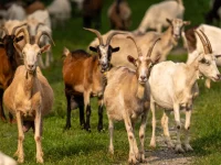Kawanan kambing merumput di padang rumput hijau