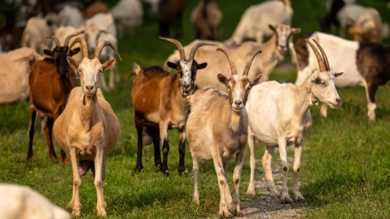 Kawanan kambing merumput di padang rumput hijau