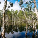 Pohon melaleuca berkulit putih mengelupas di kawasan Taman Nasional Wasur, Merauke