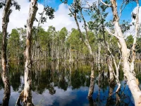 Pohon melaleuca berkulit putih mengelupas di kawasan Taman Nasional Wasur, Merauke