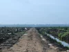 Barisan kelapa sawit muda dan kanal air di lahan perkebunan Riau