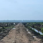 Barisan kelapa sawit muda dan kanal air di lahan perkebunan Riau
