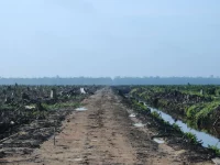 Barisan kelapa sawit muda dan kanal air di lahan perkebunan Riau