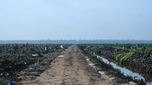 Barisan kelapa sawit muda dan kanal air di lahan perkebunan Riau