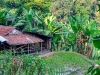 Rumpun pohon pisang tumbuh rapat di tepi petak sawah dekat gubuk beratap genting