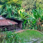 Rumpun pohon pisang tumbuh rapat di tepi petak sawah dekat gubuk beratap genting