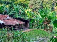 Rumpun pohon pisang tumbuh rapat di tepi petak sawah dekat gubuk beratap genting